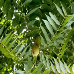 BLACK WALNUT HULLS With Absolutely No Additives Potency 100 Vegetarian Capsules