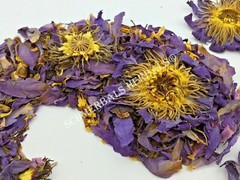 Blue Lotus, N. caerulea, Flower Siamese Dream™ ~ Schmerbals Herbals