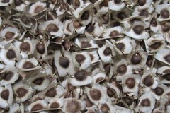 Fresh Moringa seeds grown here in sunny Phoenix, Arizona