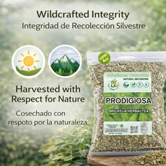 Prodigiosa Herbal Tea – 4 oz (113g) – 100% Natural Mexican Herb – Wildcrafted Br