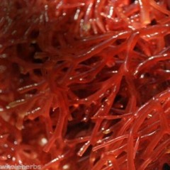 IRISH MOSS RED Sea Weed With Absolutely No Additives Raw 100 Vegetarian Capsule