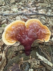 Ganoderma Tsugae, Sliced, Dried, 4 OZ