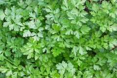 WholeSALE!! ORGANIC Parsley Leaf Herb PREMIUM Powder-4 oz, 1, 2, 5 lbs.
