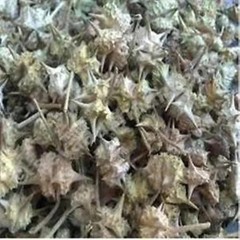 Safed Musli Kaunch Beej Ashwagandha Shatavari Gokhru Akarkara Whole Herbs 50each