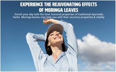 Moringa Tea with Ginger 8 oz, Boost Immunity, Aid in Digestion(2 Pack)