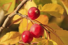 Pure Herbs: Wild Cherry Bark “Special” – 1 oz.