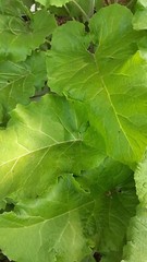 Burdock Seeds(Arctium lappa), qty 200 $9.95 $3.95 Shipp Wild Crafted In US ,