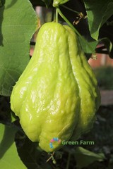 30 Seeds Chayote Mexican Cucumber Christophine Mirliton Güisquil Edible Plants