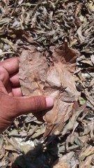 Insulin Dried Cut Leaf 50g Costus Igneus Organic Natural Diabetic Patients Thebu