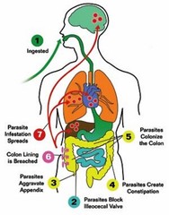 Parasite Detox Cleanse 2 oz(60ml)