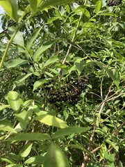 Dried Elderberries Wild Harvest Garden Organic Whole 4 oz U.S. Grown Craft
