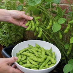 75+ Edamame Seeds Sweet Tender Soybean Spring Garden Planting Seeds FREE SHIP