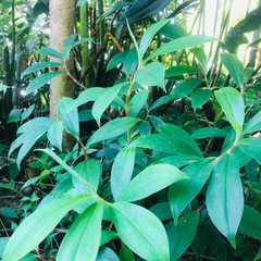 Organic Dried Insulin Plant Leaves Powder Costus Igneus Pure Natural Herbal Tea