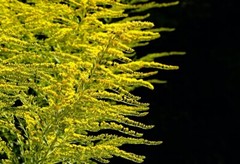 Goldenrod Extract (Solidago Canadensis) Tincture Organic Non-GMO Pure USA