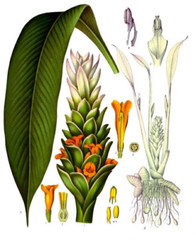 Features:Natural, Organic Ingredients:Turmeric powder Brand:White Mountain Herbs