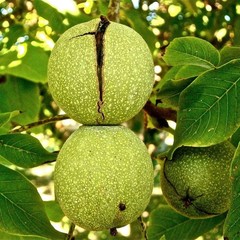 Black Walnut Tincture, A Traditional Plant Extract