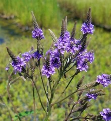 Blue Vervain Tincture | Stress Sleep Relaxation Wildcrafted | Organic Herb
