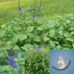 Dried Wild Blue Vervain Jamaican Porterweed Herb Pure 100% Free Shipping