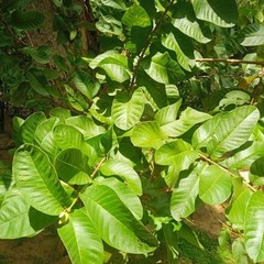 100% Organic Natural Dried Guava Leaves (125 leaves) Tea Hojas de Guayaba