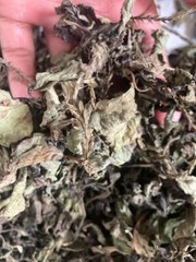 Dried Organic Blue Vervain Herb Leaves Blue Potterweed Jamaican 100g