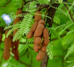 Dried Tamarind Organic Leaves 50g Pure Natural Free Shipping From Sri Lanka