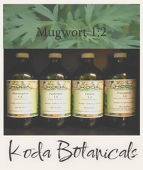 MUGWORT Liquid Extract PREMIUM 1:2 TINCTURE Artemisia vulgaris