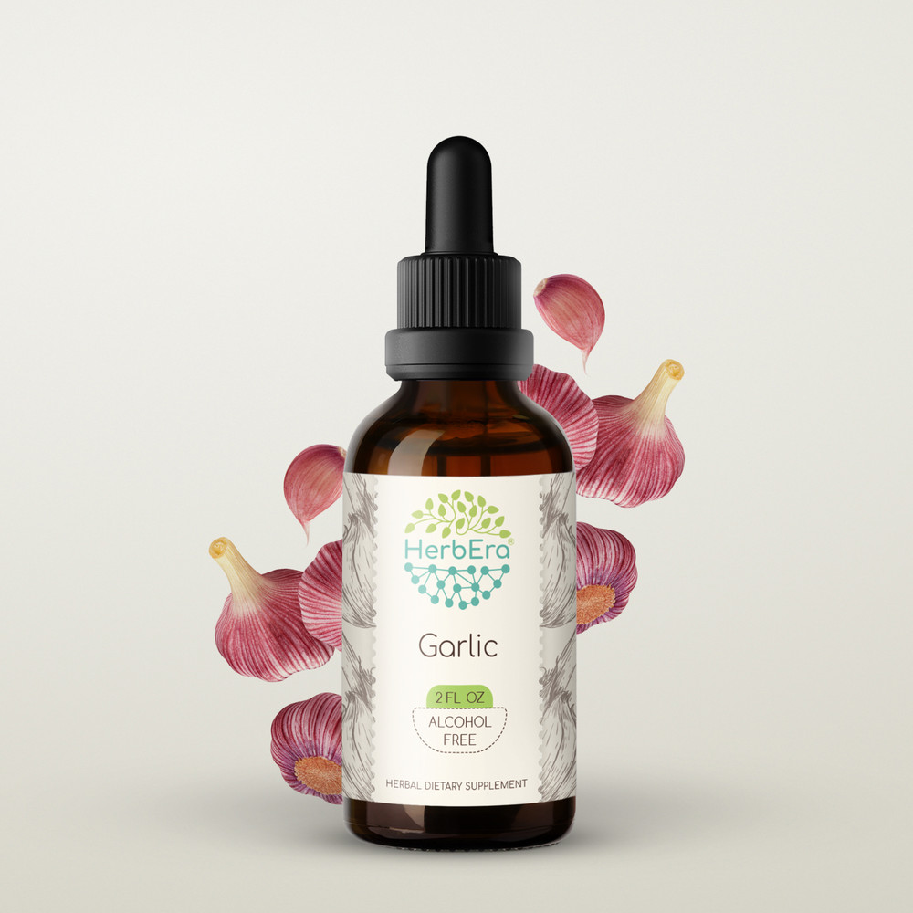 HerbEra Garlic Alcohol-FREE Herbal Extract Tincture, Super-Concentrated Organic