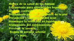 Diente de Leon 2.5oz Hierba Te Dandelion Herbs Tea Taraxacum officinale !!!