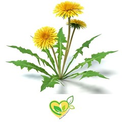 Dandelion Leaf Tincture Pure Liquid Herbal Drops for Liver & Digestive Aid 2oz