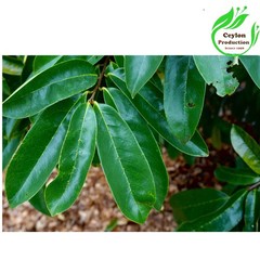 Dried Soursop Leaves Natural Graviola Herbal Tea Whole Leaf Premium Quality