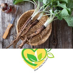 Burdock Root | Pieces or Powder 1 / 4 / 8oz | Natural Detox & Wellness Support