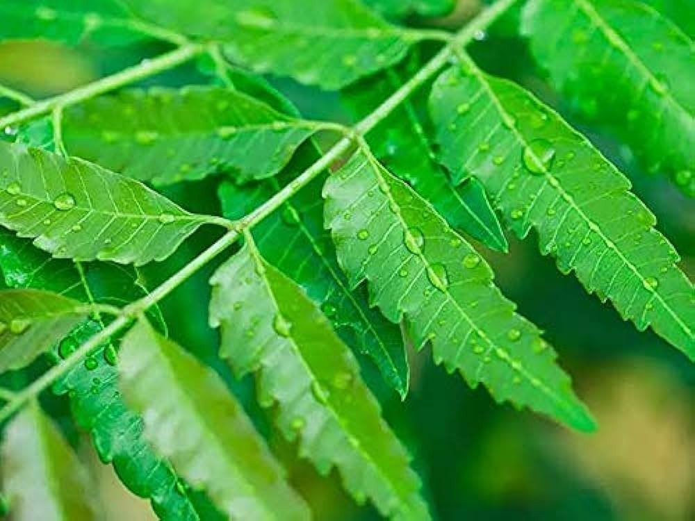 Freshly Picked Dried NEEM LEAVES Herbal Pure Organic Premium Quality Herb
