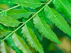 Freshly Picked Dried NEEM LEAVES Herbal Pure Organic Premium Quality Herb