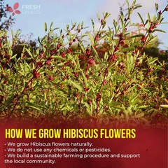 140 Hibiscus Flowers Tea Bags, 100% Natural, Pure from Hibiscus Flowers. Loose F