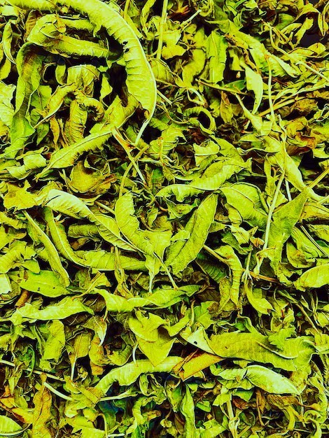 Mitragyna Javanica 1 KG (1000 grams) Freshest On The Market