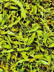 Mitragyna SPC $15 Off Code