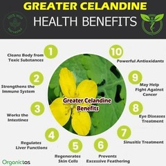 GREATER CELANDINE Herb Dried Organic Wild Harvested Chelidonium majus Herbal Tea