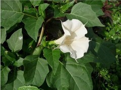 70g Dried Datura Metel Big Leaves Pure Natural Devil’s Trumpet Ceylon Herbal