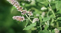 WHOLESALE!! SPEARMINT LEAF POWDER NON-GMO BULK HERB TEA-1-5 LBS