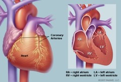 diuretic supplement – URIC ACID FORMULA – gut health supplement 1 BOTTLE