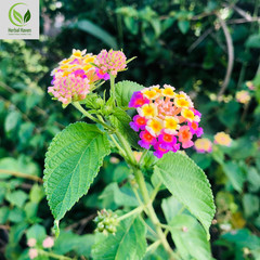 Natural Lantana Camara Leaves Powder 100% Organic Herb Shrub Verbena Herbal Tea