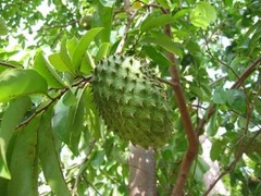 GRAVIOLA powder 4oz 8oz 16oz 32oz 4lb 5lb 10lb Guanabana SOURSOP – Paje