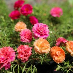 24000+ Moss Rose Seeds Portulaca Grandiflora Colorful Moss Rose Flower FREE SHIP