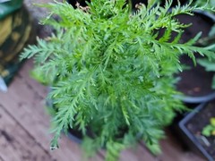 BULK Artemisia Annua listing. Tea, Seeds, & Plants. Sweet Wormwood (Qinghao)