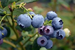 Blueberry powder 16oz (453g) Freeze Dried Vitamin C, Mental Health – SoFruta