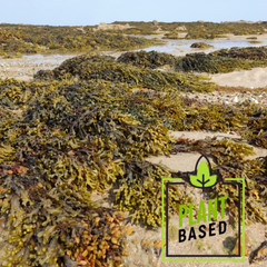 Bladderwrack Seaweed | Whole or Powder 1/ 4 / 8oz | Natural Iodine & Thyroid Aid