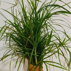 70g Ayurvedic Dried Paragis Plant Eleusine Indica Goose Grass – Poaceae Herb