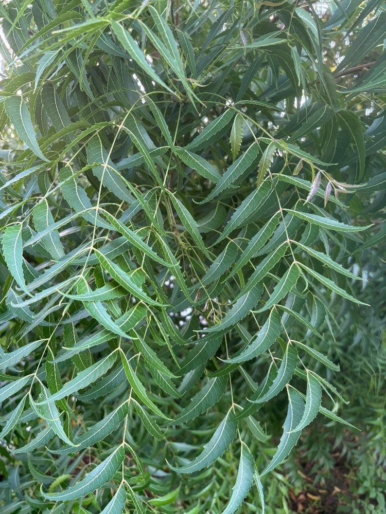 Fresh Organic Neem Leaves (230-250) – Homegrown in Florida (all natural)