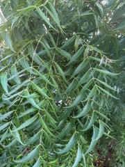 Fresh Organic Neem Leaves (230-250) – Homegrown in Florida (all natural)