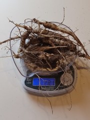 Wild New York Catskill Mountain Region Ginseng Root 28.1 Grams Fresh